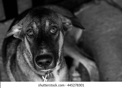 Poor Stray dog are captured - Black and White - Powered by Shutterstock