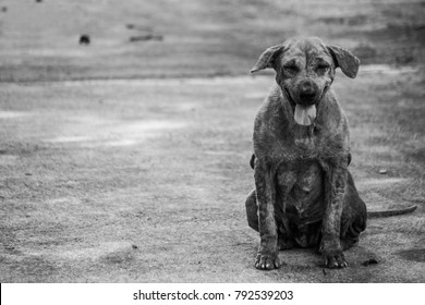 Poor Stray Dog Captured Black White Stock Photo 792539203 | Shutterstock