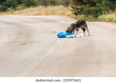 Poor Stray Dog Eating Food From Garbage.