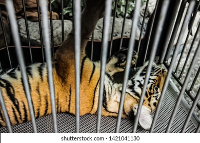 Poor Tiger Cub Is Locked In Cage To Entertain People