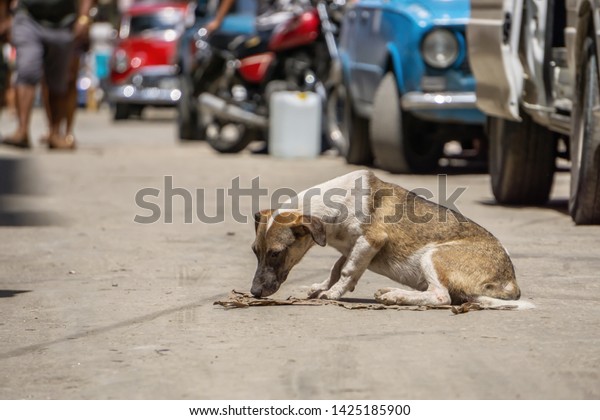 Poor, unwanted, homeless dog\
in the Streets of Old Havana City, Capital of Cuba, during a sunny\
day.