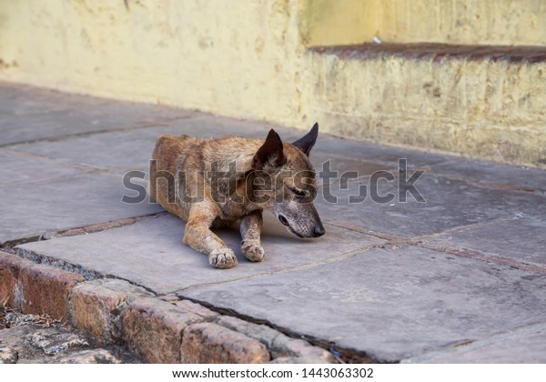 Poor, unwanted, homeless dog in\
the Streets of Old City of Trinidad, Cuba, during a sunny\
day.