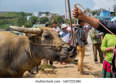 Poor Vietnam Water Buffalo Market In The Bac Ha