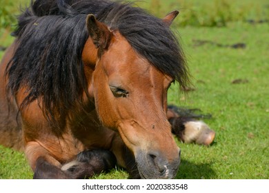Poorly, overweight pony laying down in a field sleeping. 
