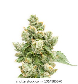 Pop Art Cannabis Flowers Medical Marijuana California Commerical Cannabis Ad