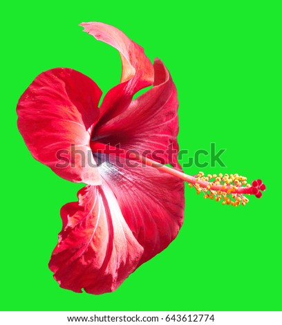 Pop art hibiscus flower