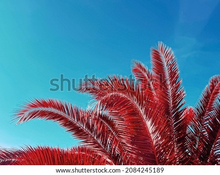 Pop art and tropical nature concept. Red palm tree leaves and blue sky as vintage summer background.