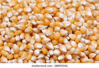 Popcorn Kernel