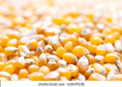Popcorn seeds texture background macro shot