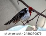 The Pope Cardinal, with its striking red crest and black and white plumage, was spotted perched on a branch. This photo captures its vibrant presence in a tropical forest habitat. 