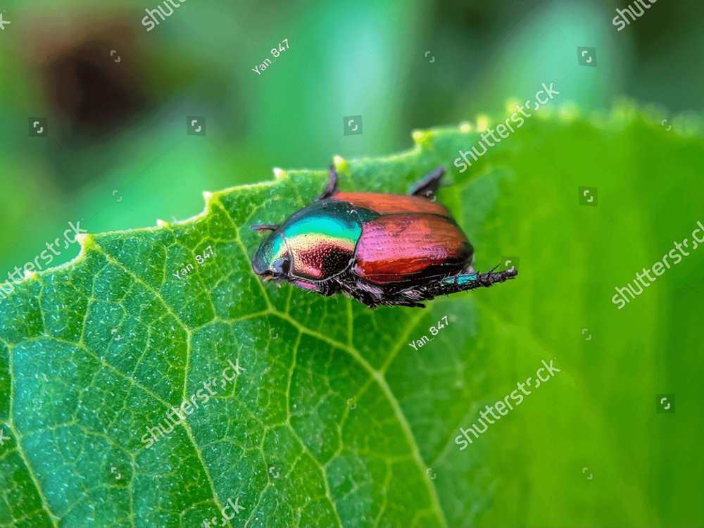 Popillia Japonica The Japanese Beetle Is A Species Of Scarab Beetle Adult Beetles Measure 15 Mm 3348