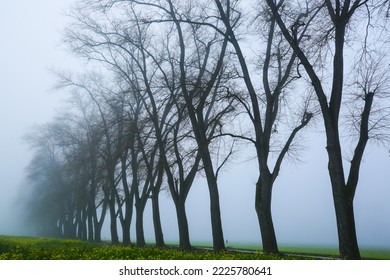 Poplar avenue in the fog, road with poplars in the fog, rape field  - Shutterstock ID 2225780641