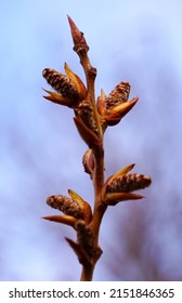 Poplar Branch With Buds In A Spring. Populus