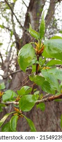 Poplar Branch With Green Leaves In Spring.