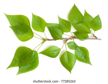 Poplar Branch On A White Background