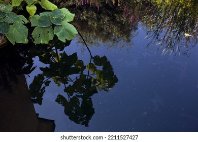 Poplar Branch Reflection In A Pond