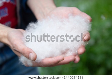 Poplar fluff and allergies. Poplar scatters its seeds with the help of down.