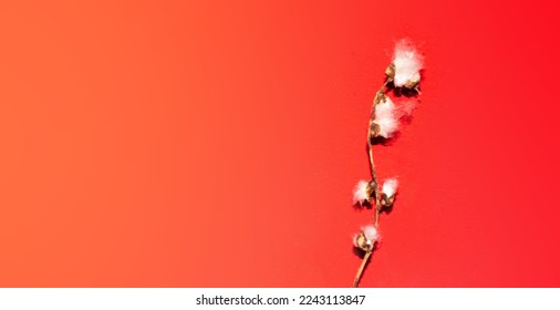 Poplar fluff worm on red background, minimalism abstract natural pattern. banner with copy space. High quality photo - Shutterstock ID 2243113847