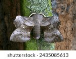 Poplar Hawk-moth (Laothoe populi) adult resting on lichen covered trunk

Eccles-on-sea, Norfolk, UK.        July 