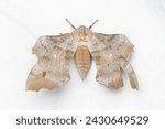 Poplar hawk-moth (Laothoe populi) white background