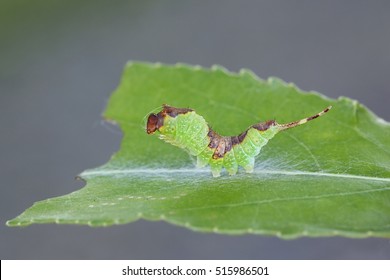 Poplar Kitten Caterpillar, Furcula Bifida 