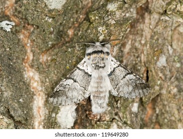 Poplar Kitten, Furcula Bifida On Oak, Macro Photo