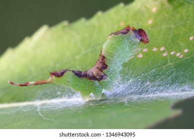 Poplar Kitten Moth, Furcula Bifida