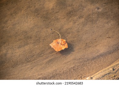 Poplar Leaf Floats On The River