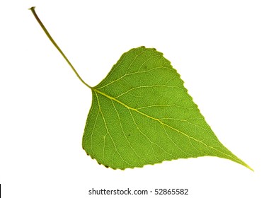 Poplar Leaf Isolated On White