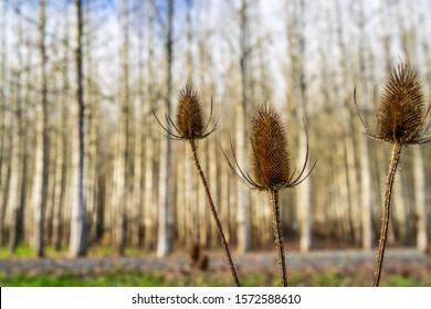 Poplar Plantation In Western Washington