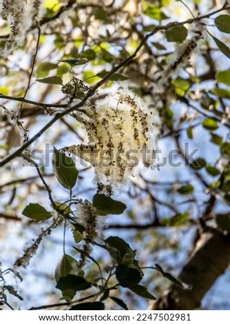 Poplar (Populus Alba) branches with seed tufts flying. Fluffy poplar seeds. Strong allergen, health hazard concept
