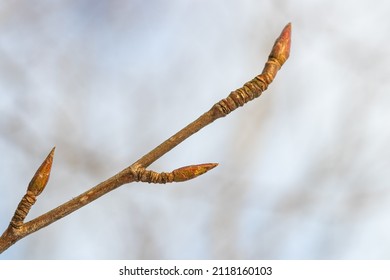 Poplar (Populus canadensis) twig with pointed, sticky and fragrant buds in early spring.
