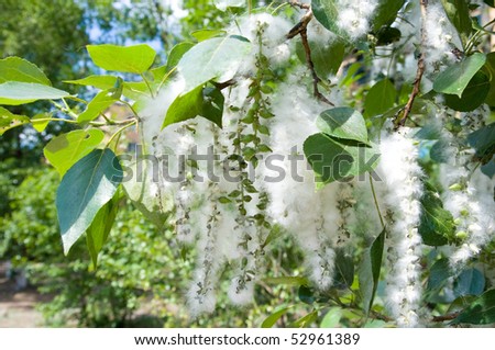 poplar seed tufts on a cottonwood branch