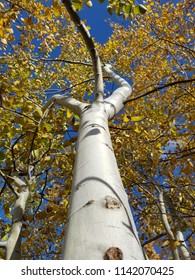 Poplar Tree In Autumn With Leaves And Sky