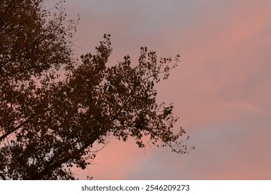 Poplar tree branches silhouette on red sunset sky background - Powered by Shutterstock