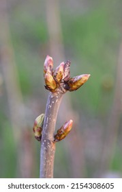 Poplar Tree Bud Close Up 