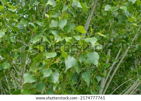 Poplar tree cotton causing allergies in humans, poplar tree cotton flying in the air,
Allergic flu and poplar tree cotton,
