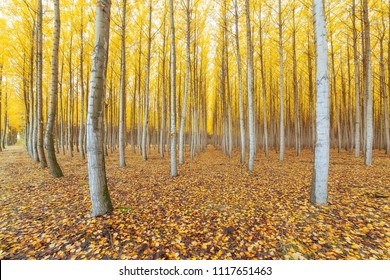 Poplar tree farm in Boardman Northeastern Oregon during fall season - Shutterstock ID 1117651463