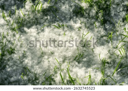 Poplar tree fluff on a grass in summer.  Facts, Prevention and Relief for poplar tree allergy concept