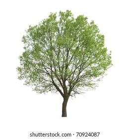 Poplar Tree Isolated On White