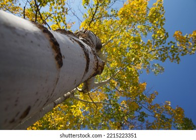 Poplar Tree In Park In Edmonton, Alberta, Canada