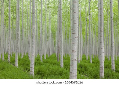 Poplar tree plantation, tree nursery growing tall straight trees with white bark in Oregon, USA - Shutterstock ID 1664591026