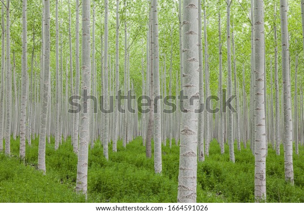 Poplar tree plantation, tree\
nursery growing tall straight trees with white bark in Oregon,\
USA