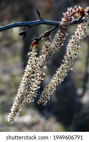 Poplar Tree Seeds Hanging In Bunches In Spring