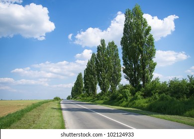 Poplar Trees By The Empty Road