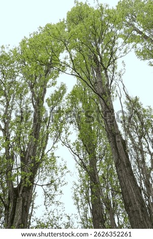Poplar trees close up view from below