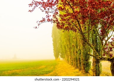 Poplar Trees in a foggy mist.  Taken at a farm in rural Washington state (Lewis County), USA. - Shutterstock ID 2202294521