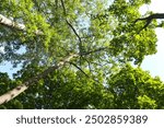 poplar trees with green leaves in summer in the park, trees in summer forest