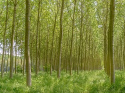 Poplar Trees Plain Forest Trees Cultivation For Paper Pulp Italy