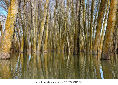 Poplar trees (tree trunks) standing in high water of Danube river during a spring floods on a calm day. Reflection of tree trunks in water